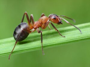 Large-Seezon – How to get rid of ants 1