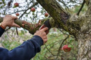 Medium-Obstbaum Schnitt AdobeStock_314953160 (1)