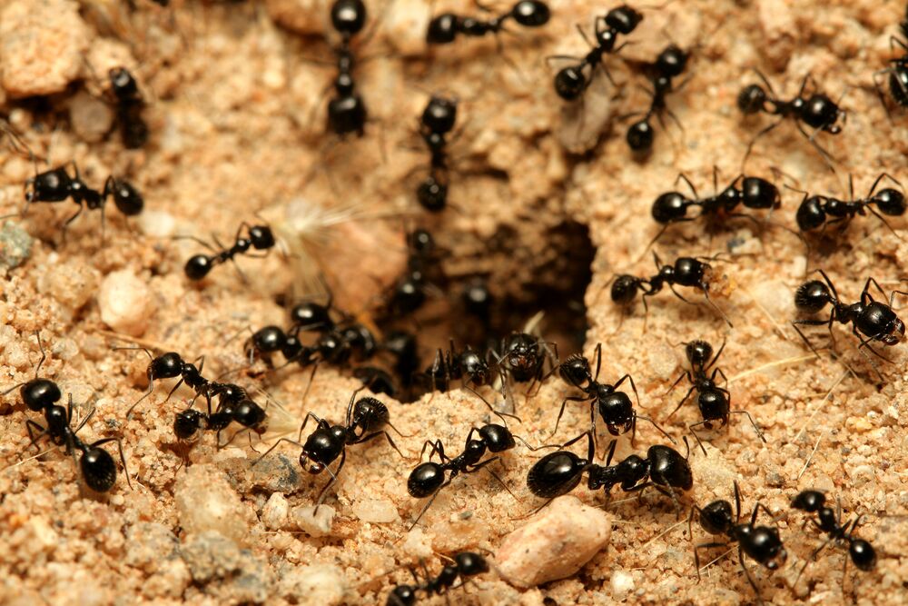 Medium-Seezon &#8211; How to get rid of ants 3 &#8211; ant nest