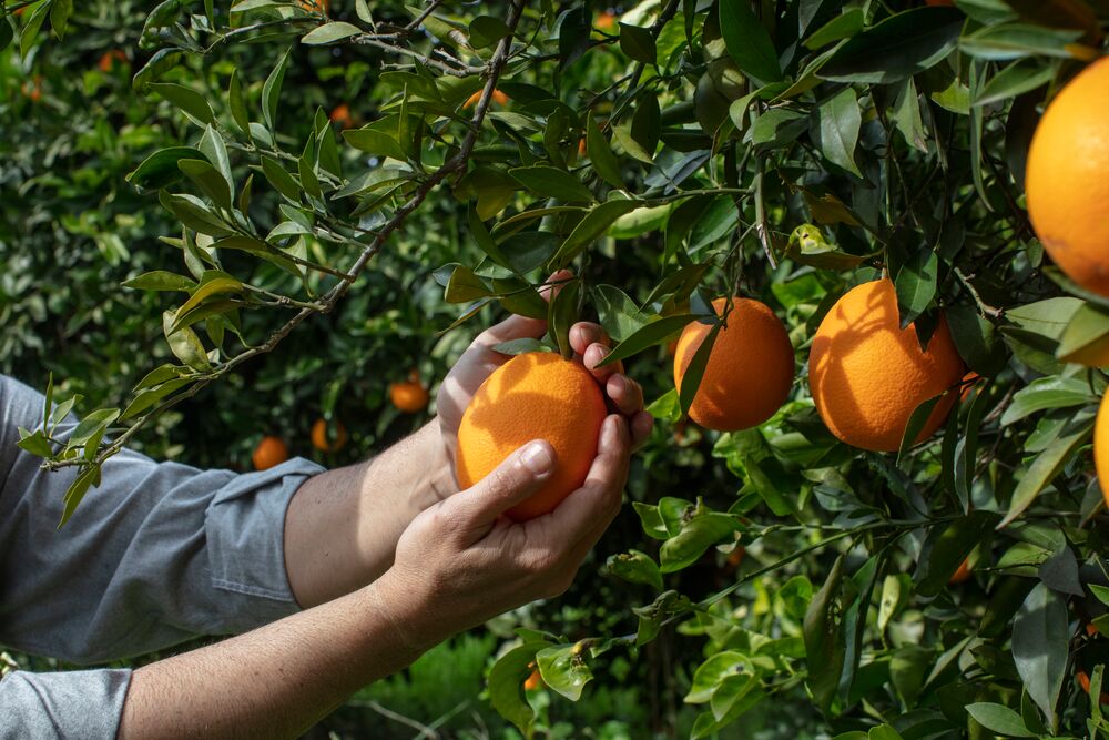 man picking oranges