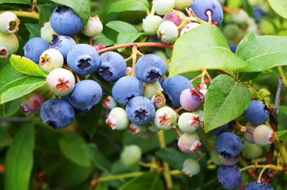 Medium-Seezon &#8211; blueberries (1)