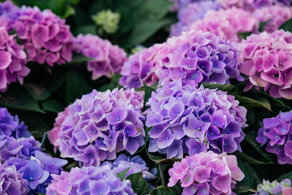 Medium-iStock-958575724