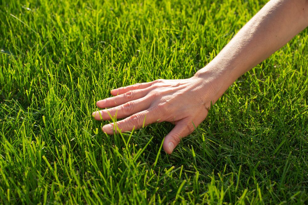 Medium-seezon lawn grass