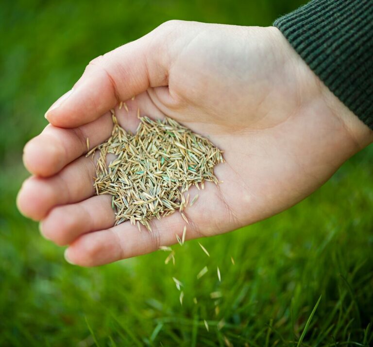 Medium-seezon repair lawn seeds